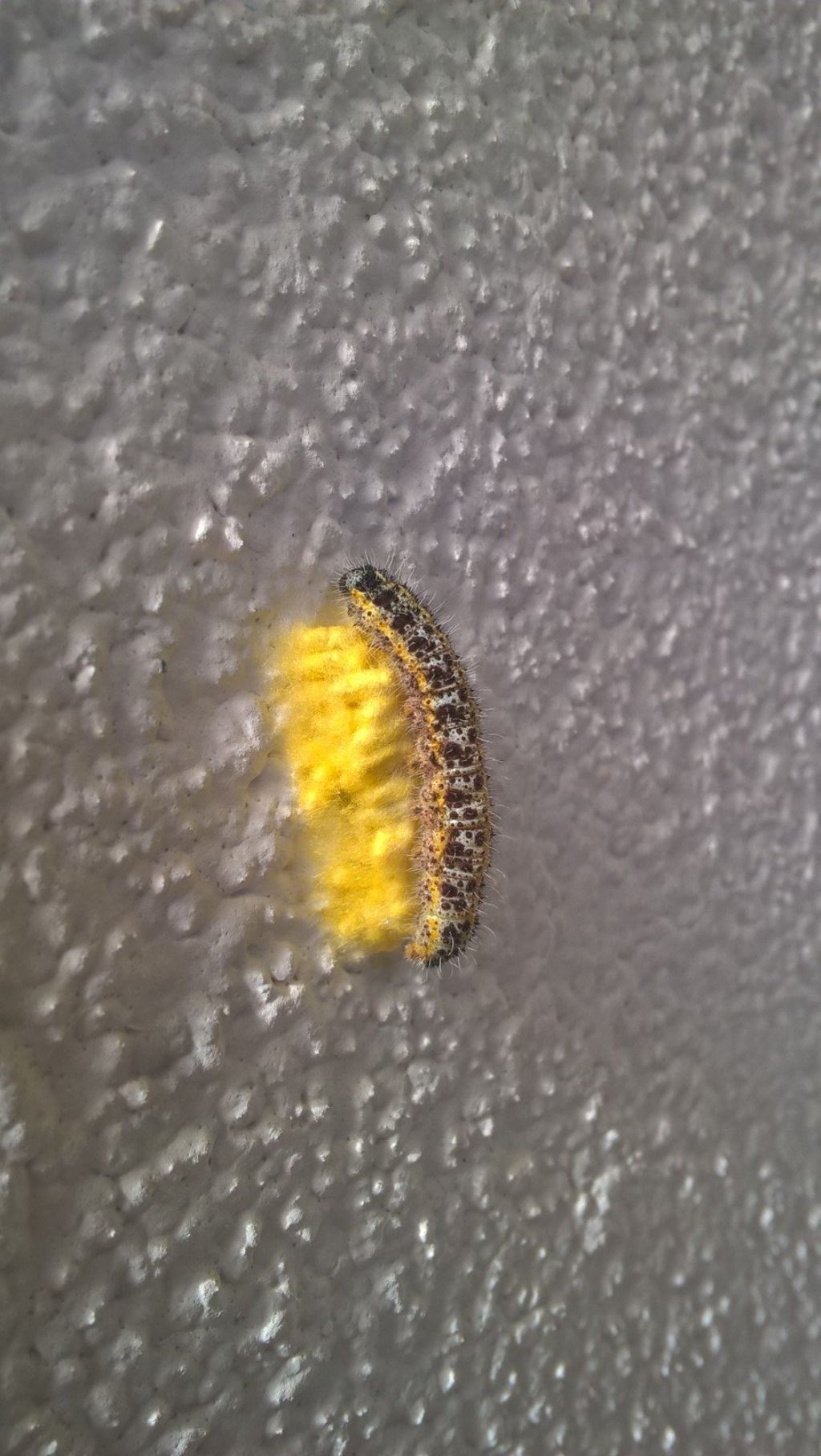 Bruco sul muro - Pieris brassicae parassitizzato da Apanteles sp.